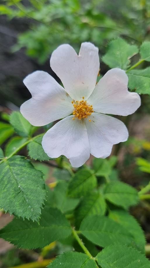 Una rosa mosqueta abierta