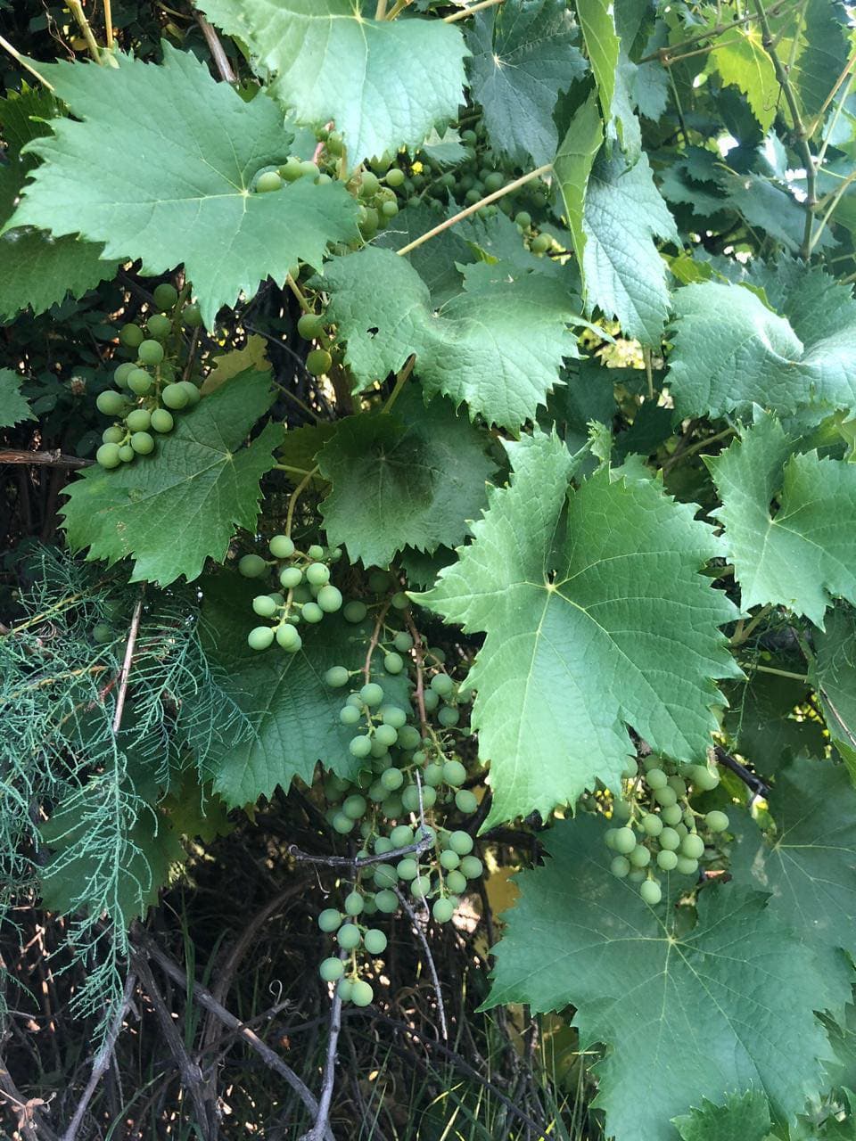 Racimos de uva verdes en la parra
