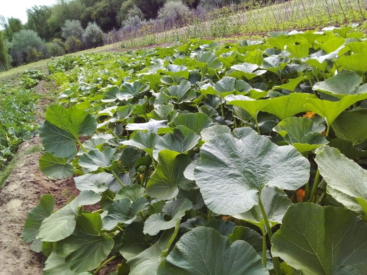 Una huerta de zapallos en plena hoja