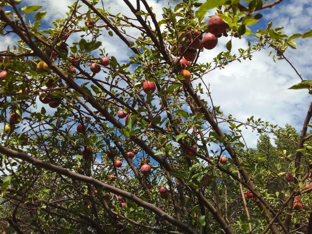 Manzanas maduras en el árbol