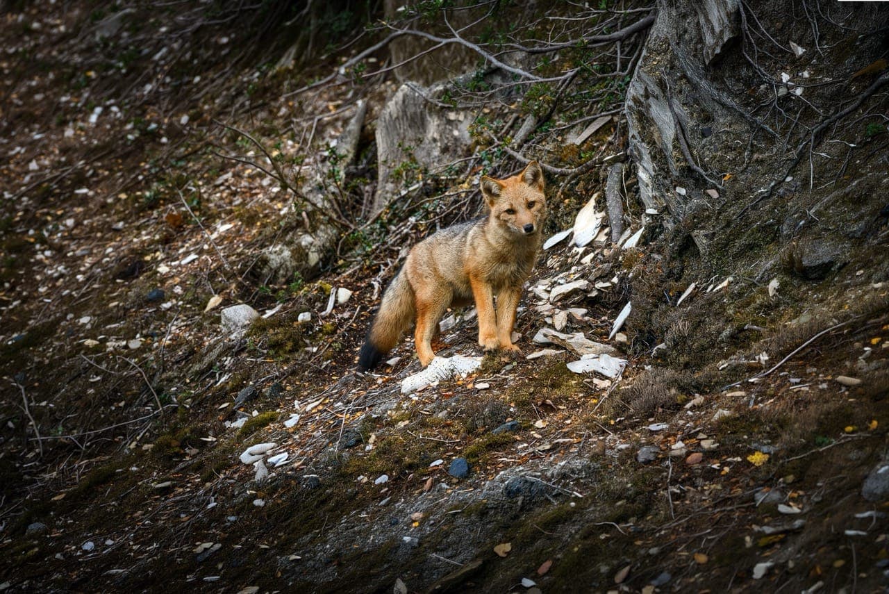 Un zorro entre la vegetación del bosque andino-patagónico