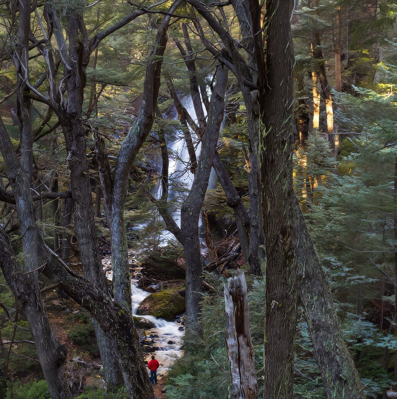 Bosque del predio, con los troncos y el agua entre ellos