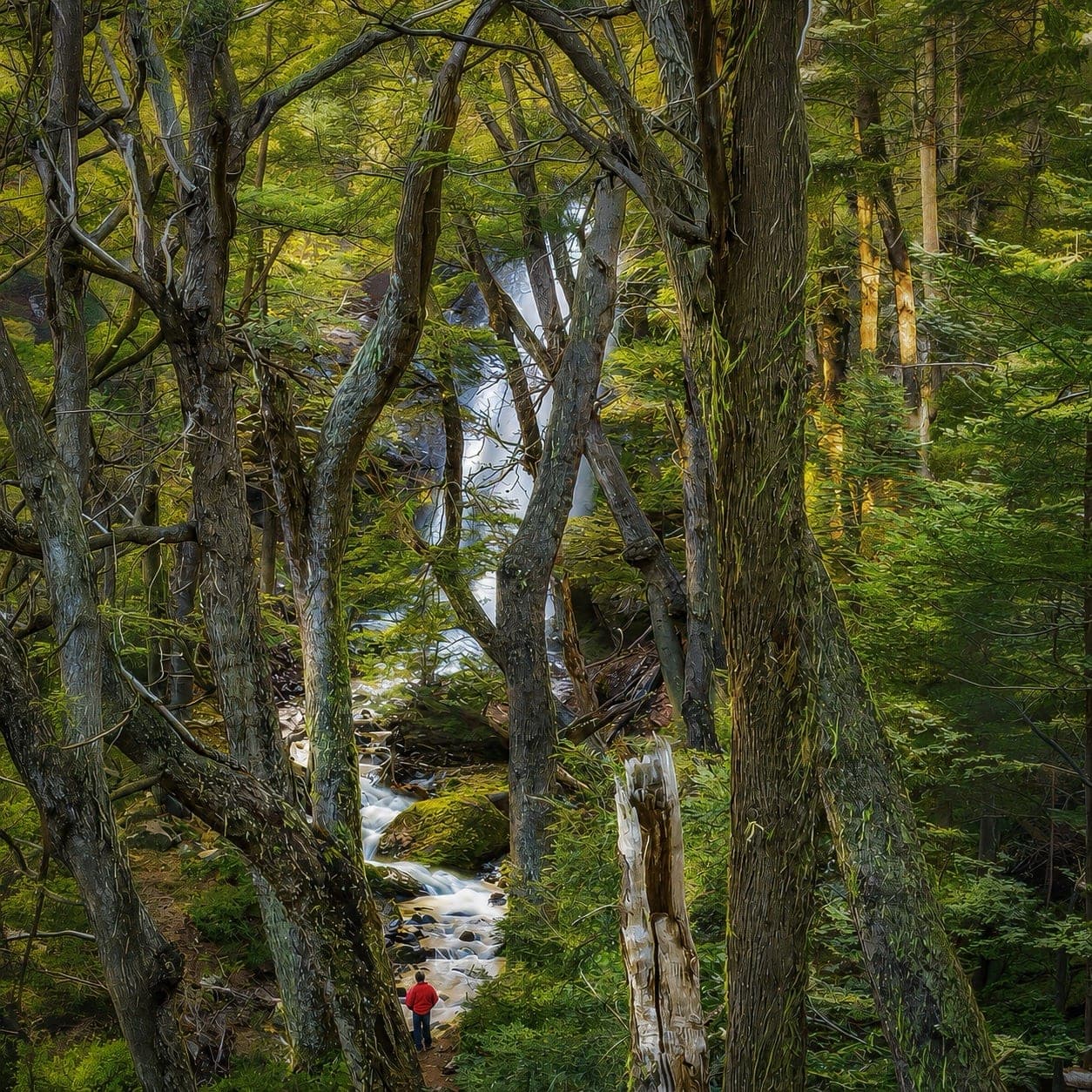 Bosque nativo dentro de la propiedad, con agua entre los árboles